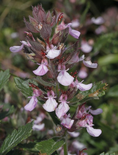 Wall Germander at Camber Castle